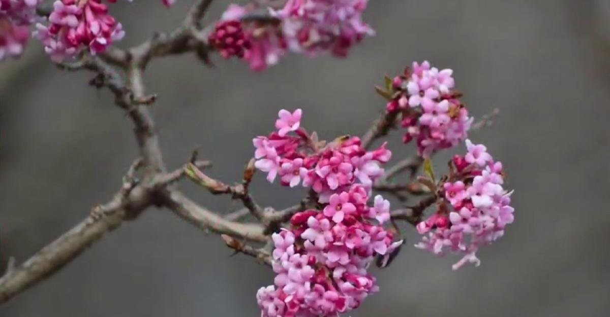 Viburnum X Bodnantense